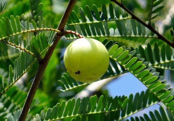 Amla - Indian Gooseberry