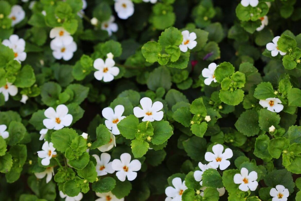 Bacopa Monnieri commonly called Brahmi