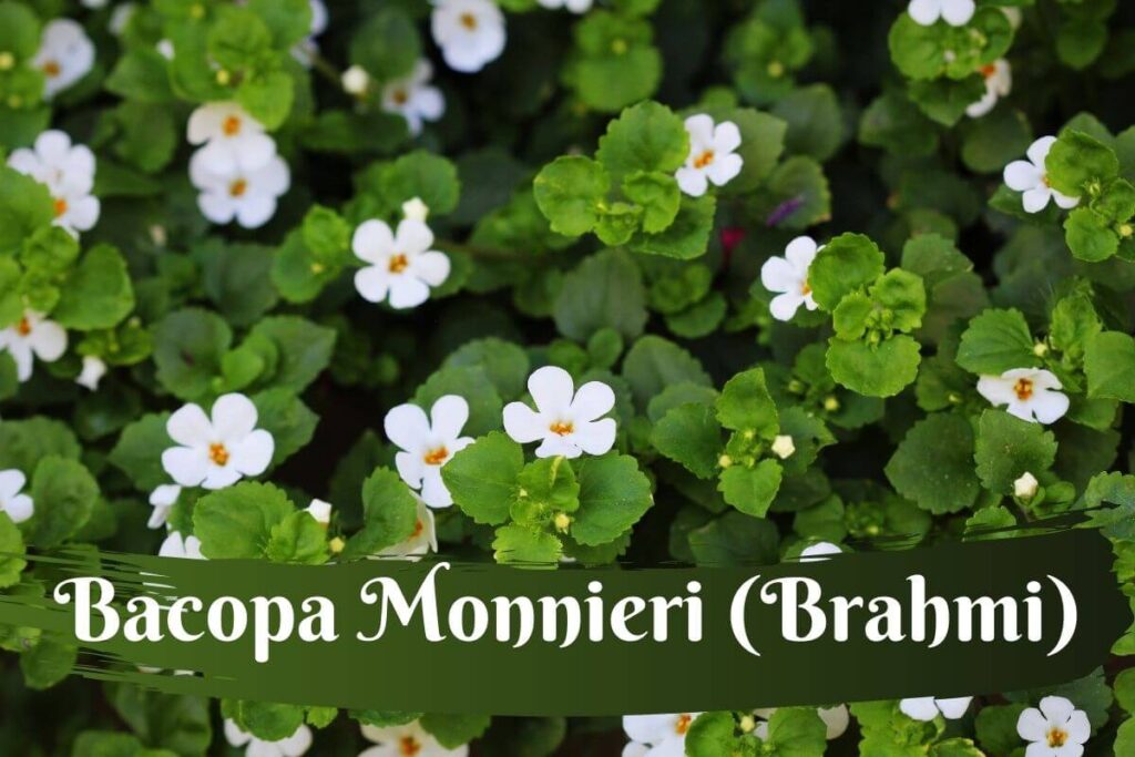 Bacopa Monnieri commonly called Brahmi