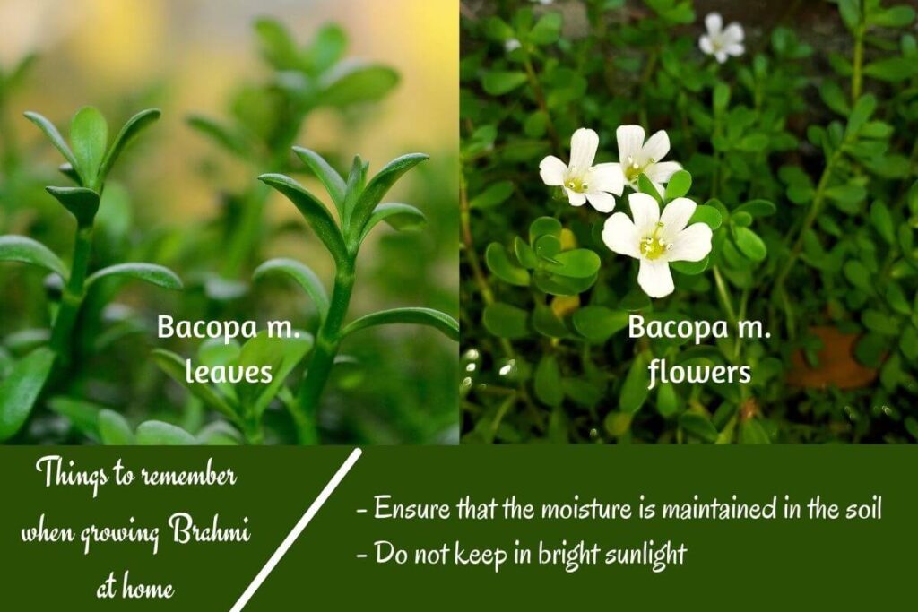 Bacopa m. leaves, flowers, and tips on growing at home