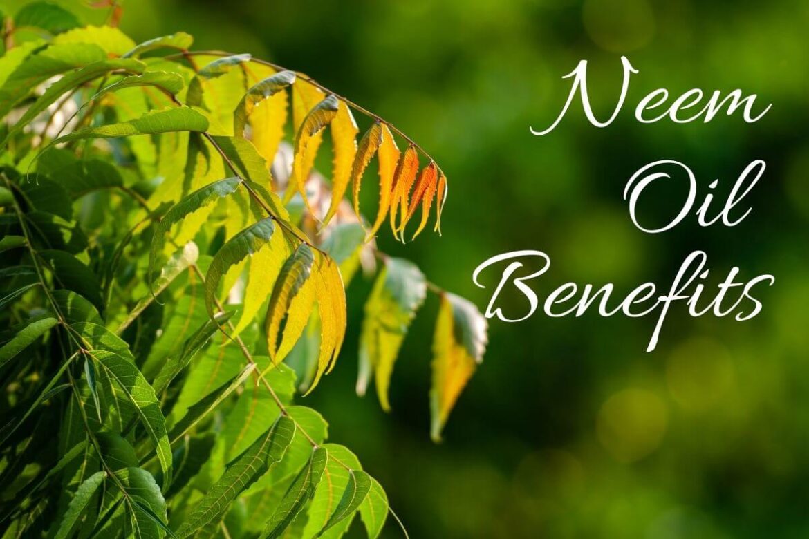 Image of Neem leaves