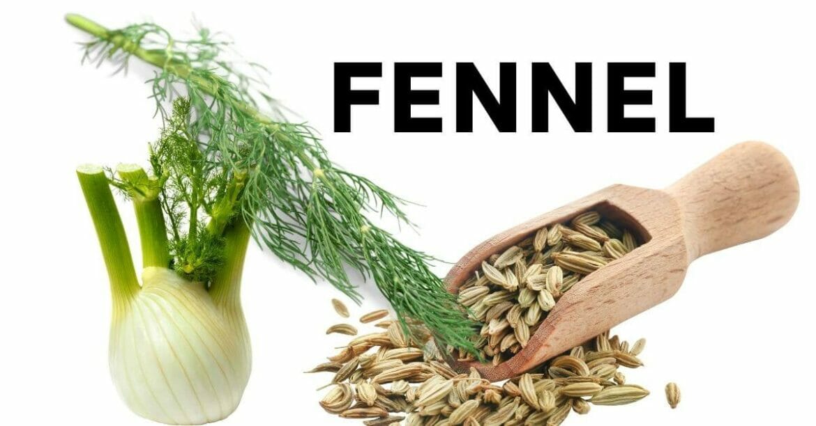 Fennel seeds, herb, and bulb