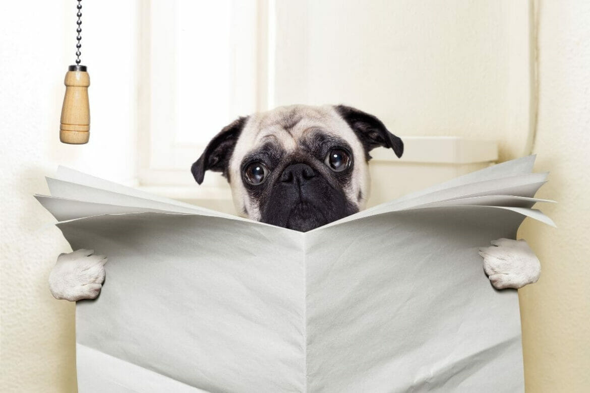 Dog with a newspaper seated on toilet with distress in face