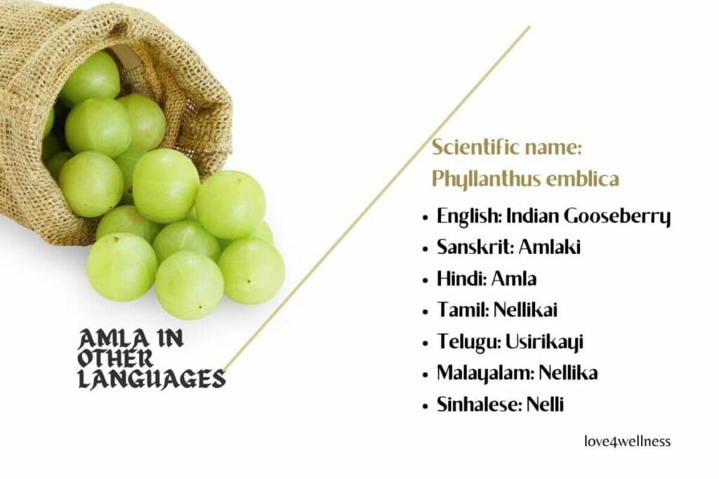Infographic of Amla in other languages