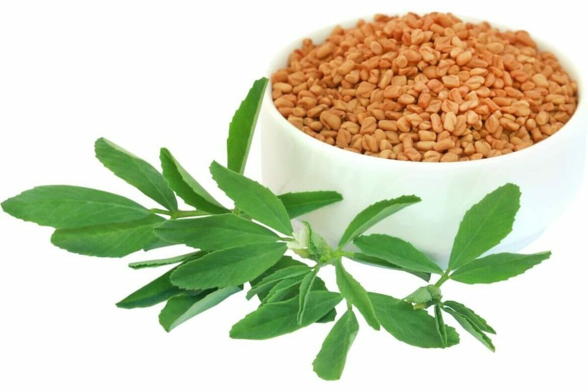 Fenugreek seeds and leaves