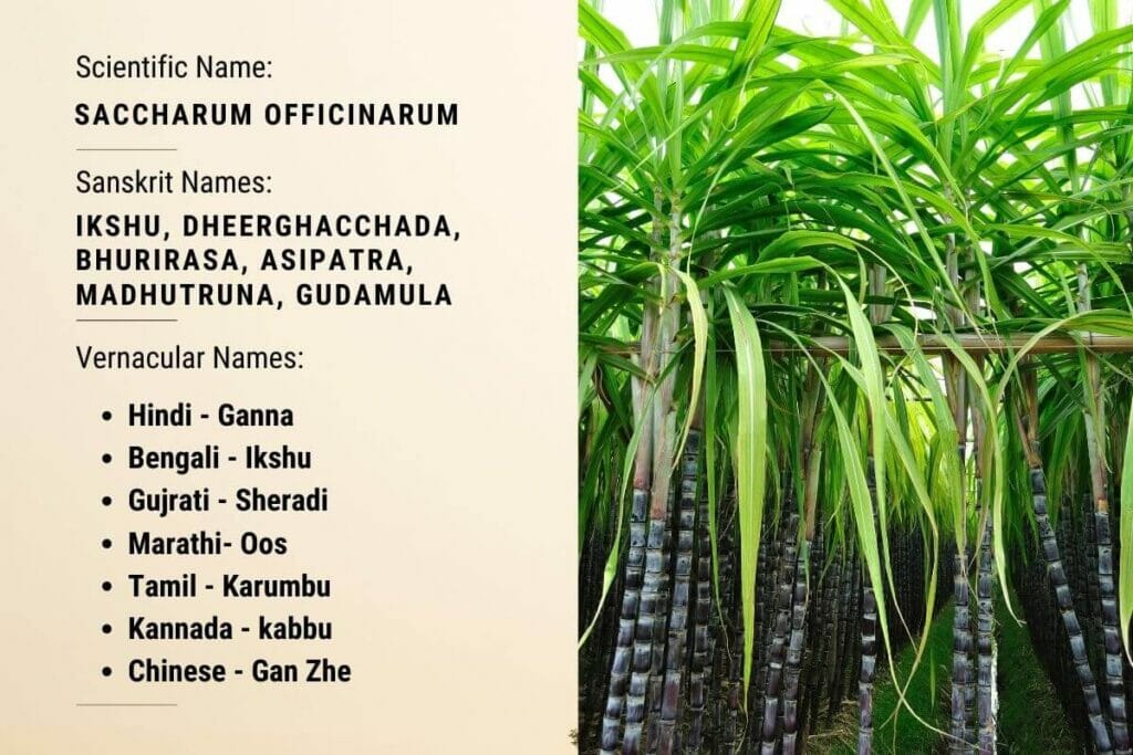 Infographic containing scientific and vernacular names of sugarcane