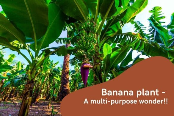 Image of text banana plant - a multi-purpose wonder with a background of banana plants