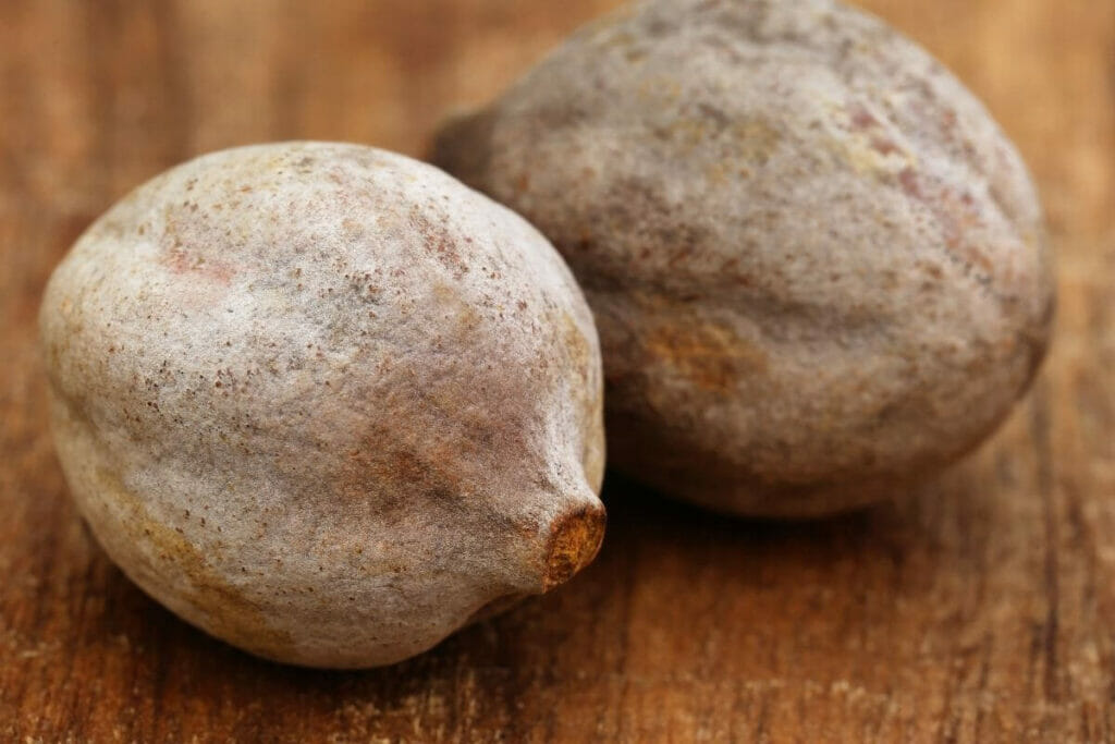 Bibhitaki an ingredient of Ayurveda medicine Triphala