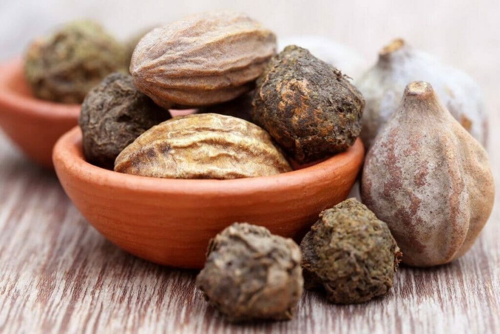 Haritaki, one of the ingredients of Ayurveda medicine Triphala