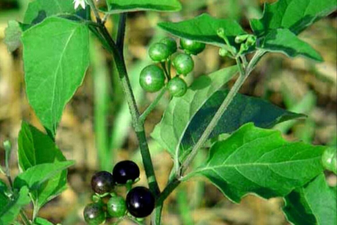 Solanum Nigrum | Black Nightshade Plant