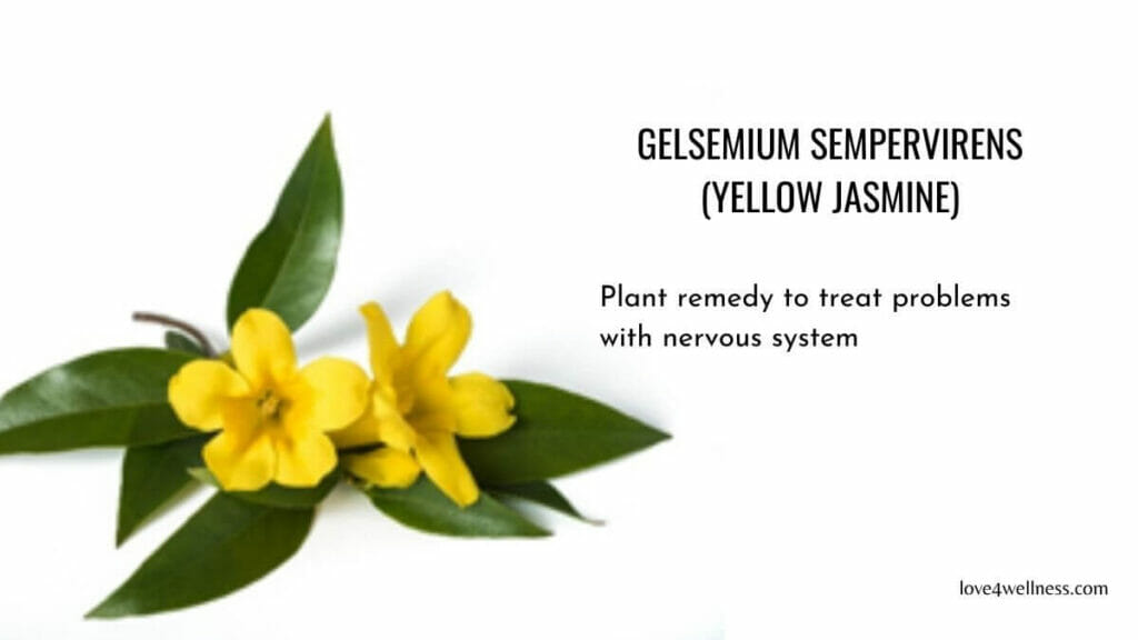 Gelsemium Sempervirens - Homeopathy medicine treating nervous system