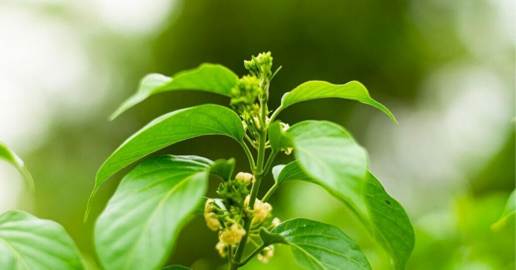 Gurmar-anti-diabetic siddha herb