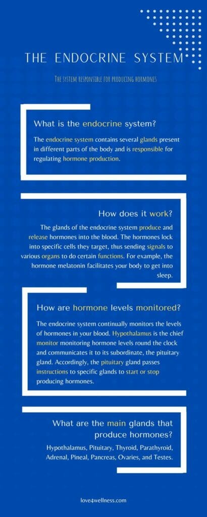 Infographic: Brief description of endocrine system and its functions