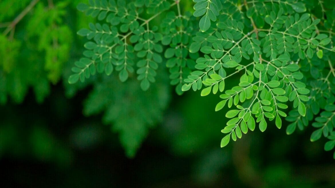 Image of moringa oleifera tree