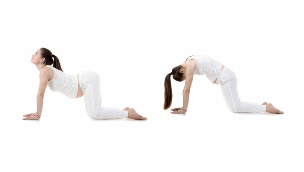 Cat-cow pose - Beneficial yoga pose during first trimester to relive nausea and back pain. Also useful for constipation relief