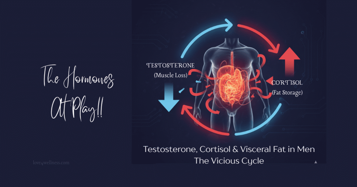 testosterone-cortisol-visceral-fat-in-men-connection (1) Testosterone, cortisol, and visceral fat in men - Connection